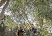 Kangaroo Island Olives celebrates 30 years – KI Food, Wine, Art 2025