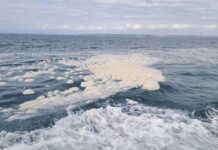 New state government website launched for harmful algal bloom information