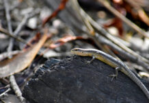 UniSA studies prescribed burning and impacts on wildlife such as skinks