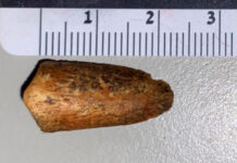 Fossil tour of discovery for KI high school student Jack Wilson