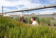 Last chance to purchase native plants for 2025, order plants for 2026