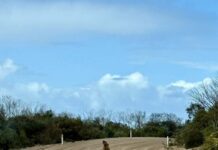 Vivonne Bay has a new ‘sealed road’ – bull Australian sea lion parks himself