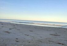 Role of phosphorous in South Australia’s harmful algal bloom