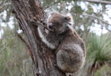 Island haven for threatened koalas is a genetic ‘trap’ without intervention