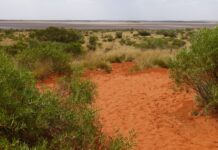 Friends of Parks grants now open for projects across South Australia