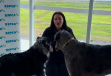 Middleton dogs reunited with RSPCA SA Inspector Emma who saved them