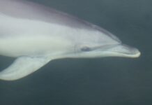 Dolphin Watch’s 250th survey