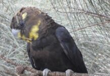 Letter: Glossies in my back yard near American River