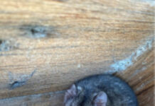 Discovery: Ground dweller KI dunnart can climb trees