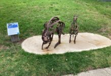 Roo, joey missing after presumed theft