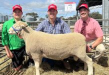 Strong result for Stokes Bay Genetics at ram sale