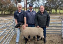 Suffolk rams in demand at Skallemaro stud’s 2025 ram sale