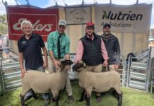 Full clearance of all 95 rams at 32nd Bark Hut ram sale