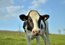 Cheese the bread and butter of dairy industry