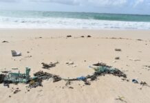 Researchers debunk fishy microplastics theories