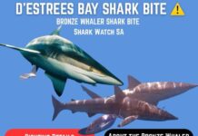 Surfer bitten twice on leg by bronze whaler at D’Estrees Bay