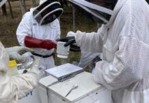 Varroa mite detected in upper Fleurieu region – next steps for beekeepers