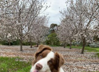 Dog attack penalties increase to a maximum fine of $25,000