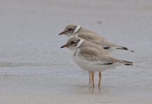 ‘Hoodie’ chicks take flight at Emu Bay, giving hope for vulnerable beach dwellers