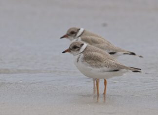 ‘Hoodie’ chicks take flight at Emu Bay, giving hope for vulnerable beach dwellers
