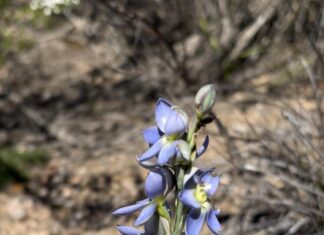 Unique KI habitat given new lease on life with help of community