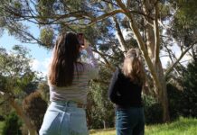 Call for more citizens to join this year’s Great Koala Count