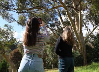 Call for more citizens to join this year’s Great Koala Count