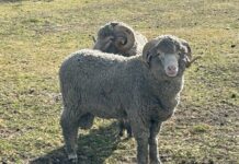 Elders: Wool prices stabilize, demand yet to spark the next rise