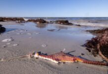 Letter: Well done on your algal bloom coverage