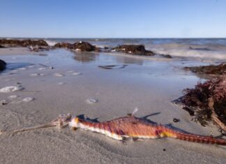 Letter: Well done on your algal bloom coverage