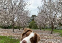 SA dog attack penalties increase tenfold to $25,000