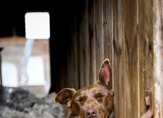 Last shot of Hazel wins national ag photo comp