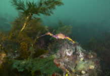 SeaLink discounts KI getaways through Coast is Calling travel voucher program