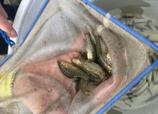 Sanctuary for Yarra pygmy perch on Fleurieu coast