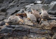 RAD KI, Kangaroo Island Trails benefit from Experience Nature Tourism Fund