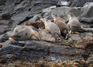 RAD KI, Kangaroo Island Trails benefit from Experience Nature Tourism Fund