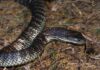 Snake season starts, look out for black tigers on KI