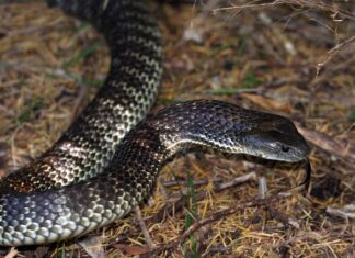 Snake season starts, look out for black tigers on KI