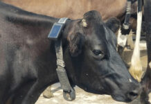 Virtual fencing technology, electronic collars on way for SA farmers, livestock