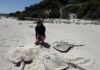 More dead sharks and ray at Emu Bay recorded by RAD KI