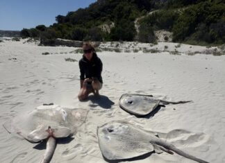 More dead sharks and ray at Emu Bay recorded by RAD KI