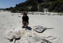 More dead sharks and rays at Emu Bay recorded by RAD KI