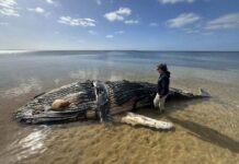 Humpback whale washes up at Nepean Bay on Kangaroo Island