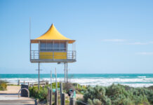 Two bronze whaler sharks empty the beach at Goolwa