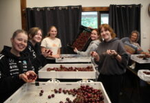 Cherries linger longer in Fleurieu region thanks to cool spring