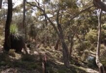 Letter: Junctions90 Katharsis development on Kangaroo Island