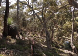 Letter: Junctions90 Katharsis development on Kangaroo Island