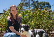 Dogs rushed to emergency vet after suspected algal bloom exposure at Noarlunga