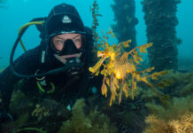 Great Southern Reef Foundation running Reef Resilience Photo and Art Competition