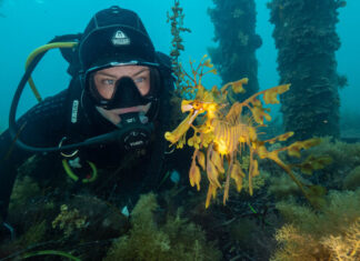 Great Southern Reef Foundation running Reef Resilience Photo and Art Competition
